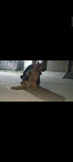 long coat German shepherd male for sale what'sapp number 03316538707