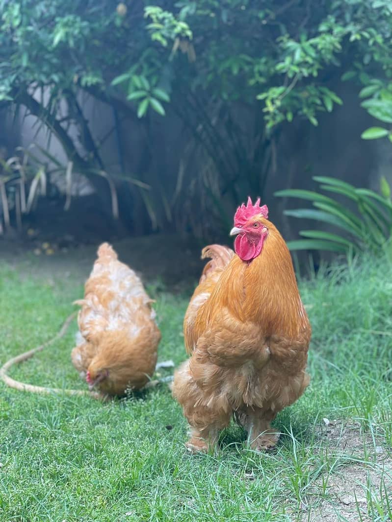 fancy hens fertile eggs for sale 0