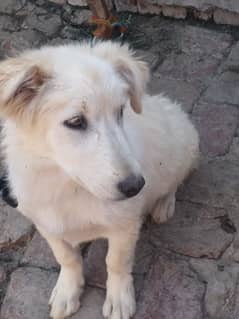 White Brown Russian Female Dog For Sale