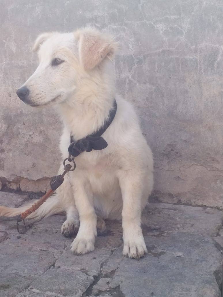 White Brown Russian Female Dog For Sale 11