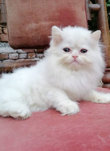 Persian Kittens/Punch Face/ Cats Kittens Male Female/ 0