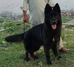 gsd long nonped female pup for sale healthy pup 0