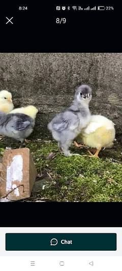 Blue heavy buff and coco bharama chick's available 0