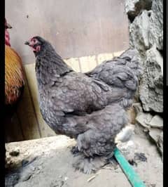 Blue heavy buff and coco. black bharaa, white silkie chick's available