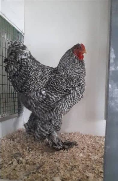 Blue heavy buff and coco bharama chick's available 4