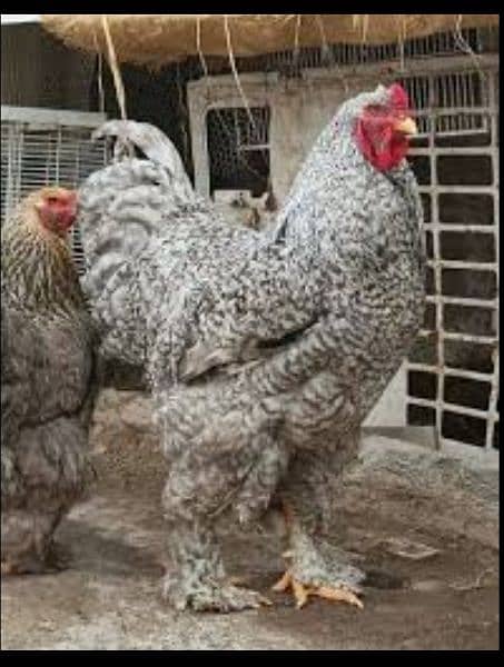 Blue heavy buff and coco bharama chick's available 9