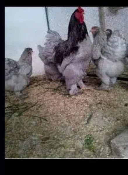 Blue heavy buff and coco bharama chick's available 10