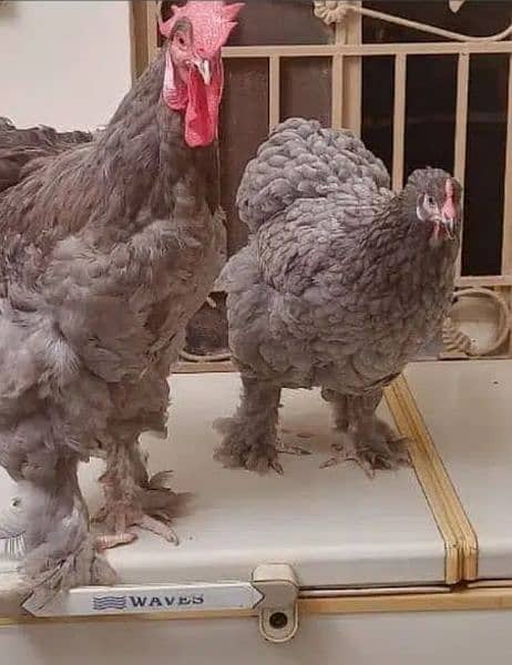 Blue heavy buff and coco bharama chick's available 12