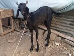 2 dant fresh andu male availabl also eligible for qurbani and breeding