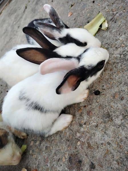 Desi rabbit for sale 2 bunnies pair available 1 pair price 1k 0