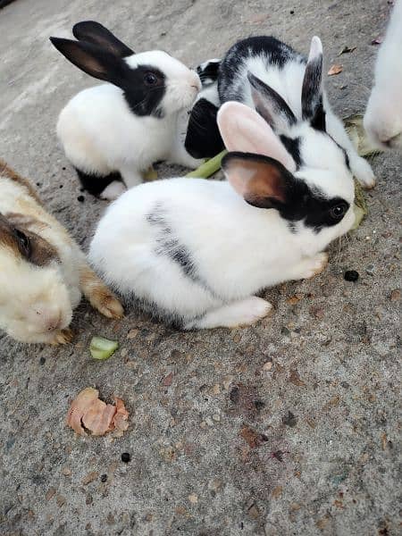 Desi rabbit for sale 2 bunnies pair available 1 pair price 1k 1