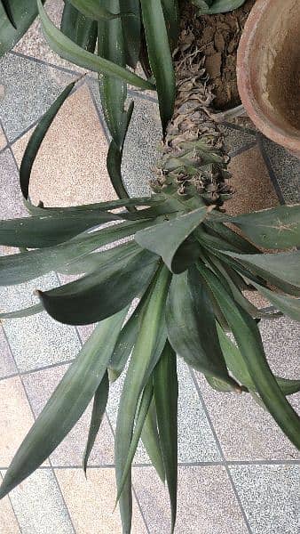 Agave plant 0