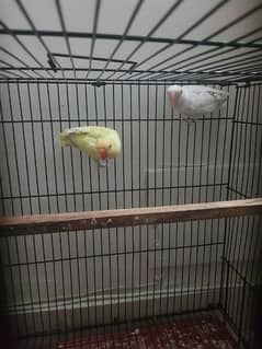 Pestelino Albino red eye Breeder pair with cage and box