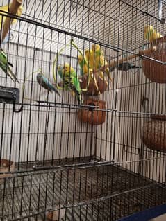 Australia 17 parrot with cage, final 18 k. 1000 ki jore b ly skty h