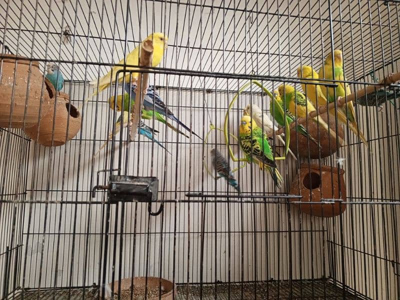 Australia 17 parrot with cage, final 18 k. 1000 ki jore b ly skty h 2