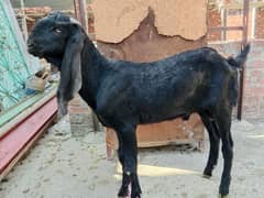 10% off all male and Femail Goats for sale. . Milk goat