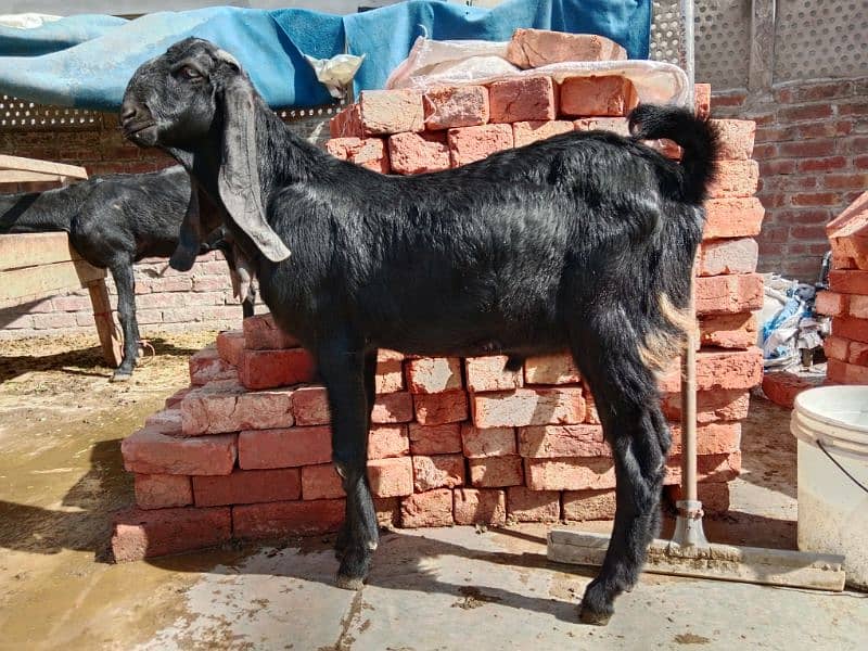10% off all male and Femail Goats for sale. . Milk goat 0