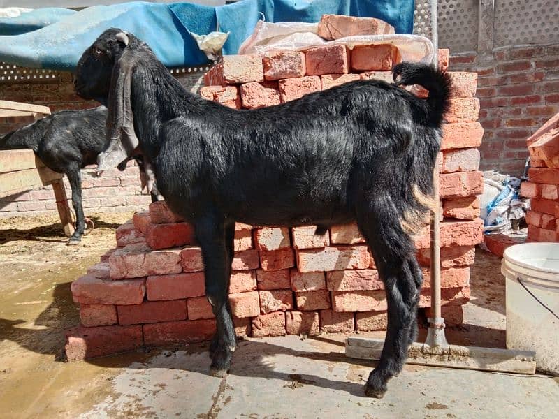 10% off all male and Femail Goats for sale. . Milk goat 1