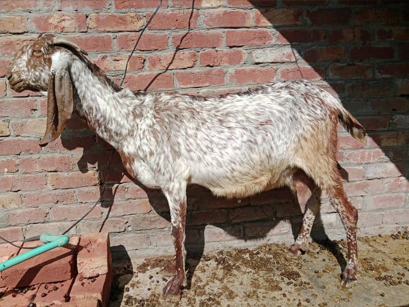 10% off all male and Femail Goats for sale. . Milk goat 6