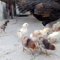aseel 2 females or 24 chicks for sale hai sab health and active hai