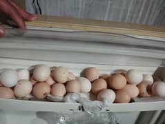 misri fresh eggs