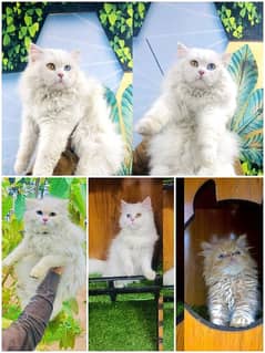 Persian punch face triple coated cat's and kitten's