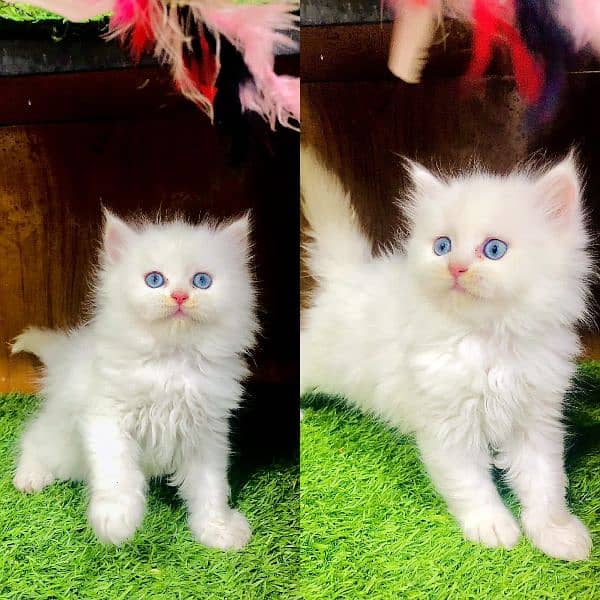 Persian punch face triple coated cat and kitten 9
