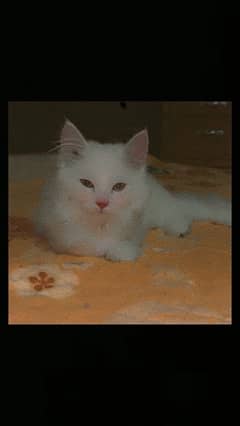 WHITE DOUBLE COAT PERSIAN MALE | 2MONTHS
