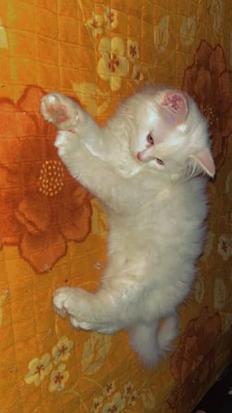 WHITE DOUBLE COAT PERSIAN MALE | 2MONTHS 1