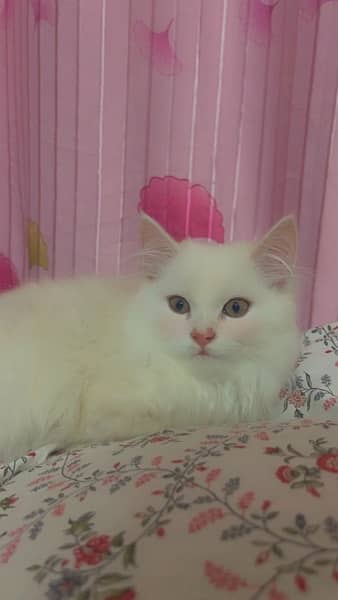 WHITE DOUBLE COAT PERSIAN MALE | 2MONTHS 2