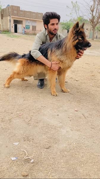 long coat gsd puppies for sale 0