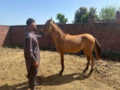 Desi 2 Femail Horse available mother age 7 year 0
