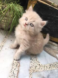 persian male kitten available whats aap 03159317915