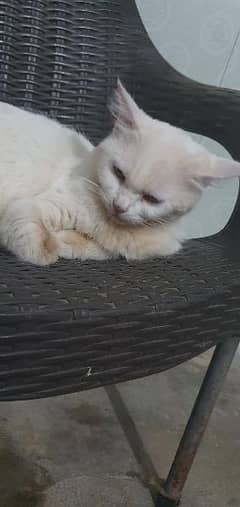 double breed persian 0
