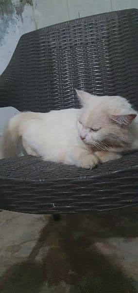 double breed persian 3