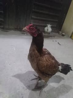 Aseel Hen for sale age 2 years .