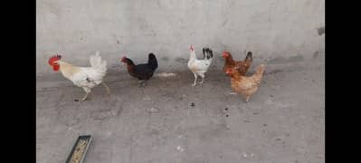 Egg laying Hens home breed