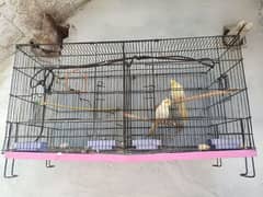 breeder prayer for sale with cage