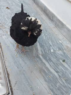Polish Chicken Pair for Sale 0