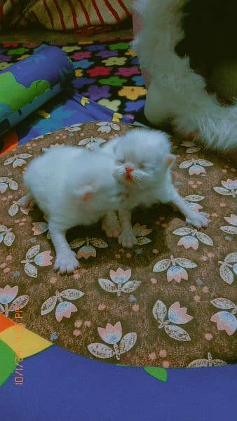persian male kittens 3