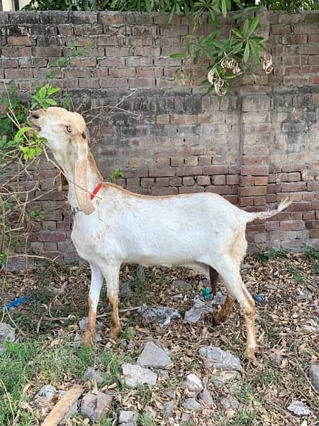 Bakri | Goat | female goat 2