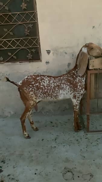 Bakri | Goat | female goat 5