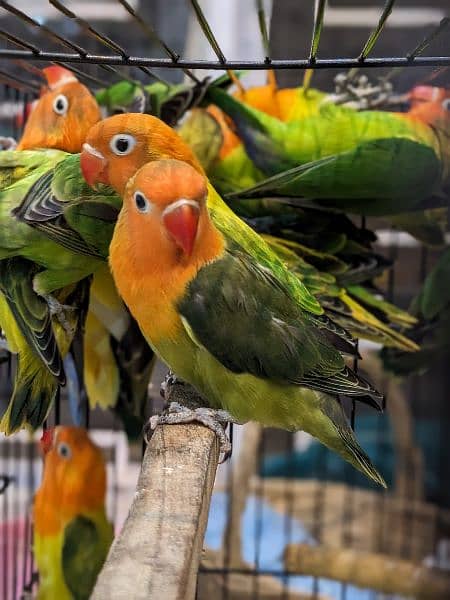 Love Birds Breeder Pairs for Sale 3