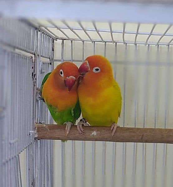Love Birds Breeder Pairs for Sale 14