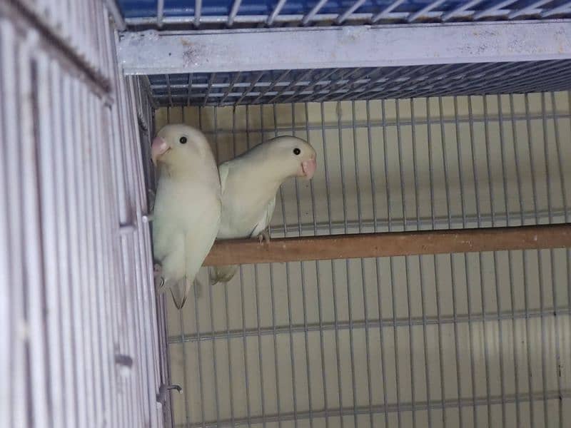 Love Birds Breeder Pairs for Sale 15