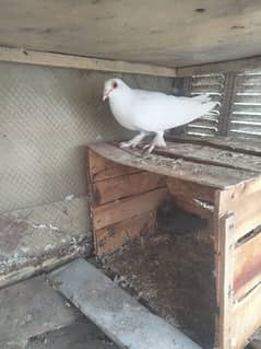 fancy pigeon for sale