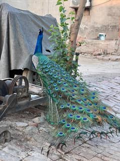 Blue Shoulder Peacock