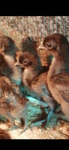 Ayam cemani grey tongue chicks