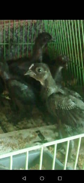 Ayam cemani grey tongue chicks 1