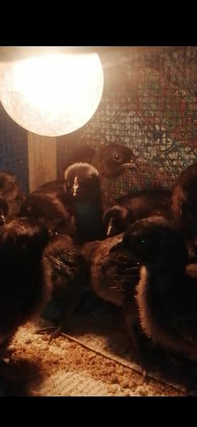 Ayam cemani grey tongue chicks 2